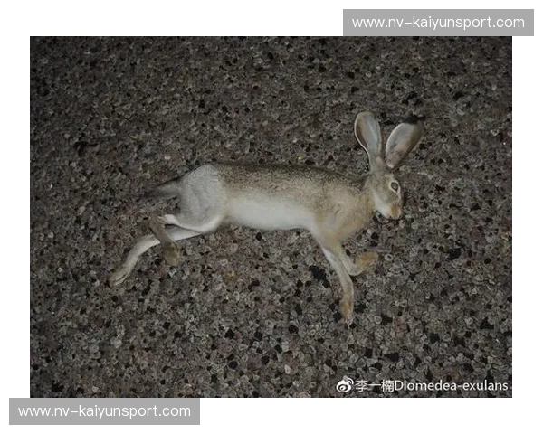 塞纳河畔的低语：古比斯，一个被遗忘的伊甸园